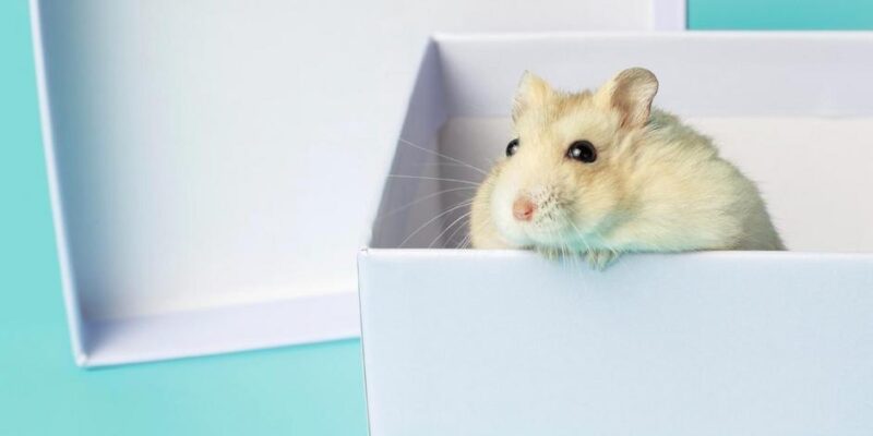 o que dar para hamster comer