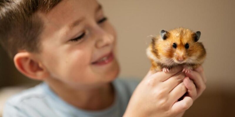 o que hamster gosta de comer