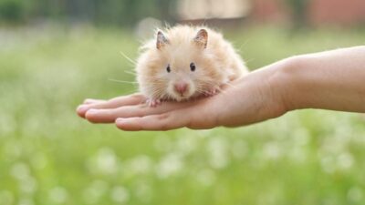 o que hamsters podem comer
