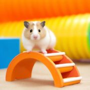 o que os hamster pode comer