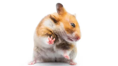 o que os hamsters podem comer