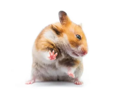 o que os hamsters podem comer
