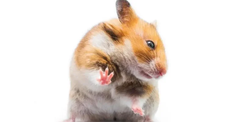 o que os hamsters podem comer