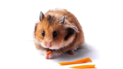 o que pode dar para hamster comer