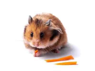 o que pode dar para hamster comer