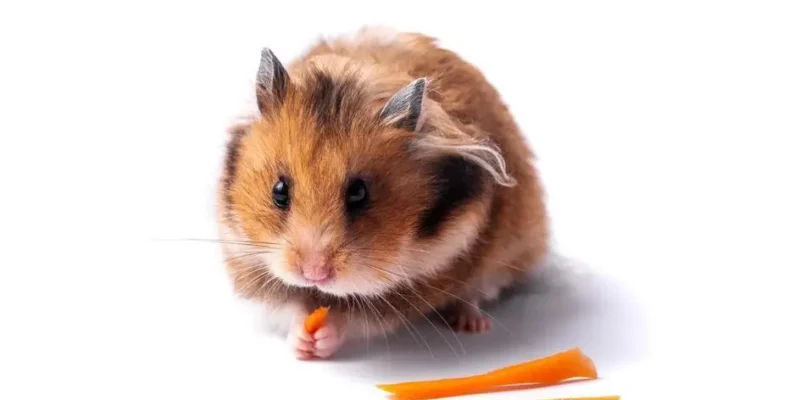 o que pode dar para hamster comer