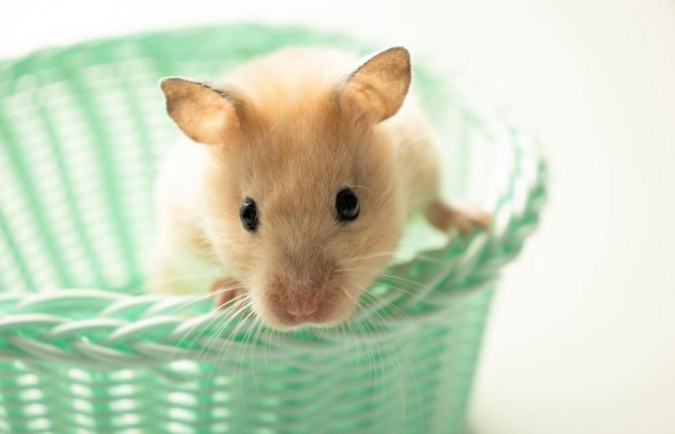 Opções saudáveis de alimentos para hamsters Opções saudáveis de alimentos para hamsters