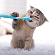 Os benefícios terapêuticos dos animais de estimação para pessoas com ansiedade e depressão
