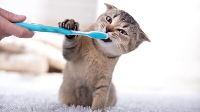 Os benefícios terapêuticos dos animais de estimação para pessoas com ansiedade e depressão