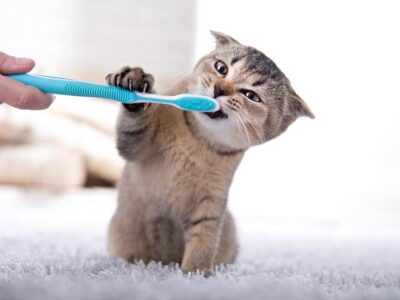 Os benefícios terapêuticos dos animais de estimação para pessoas com ansiedade e depressão