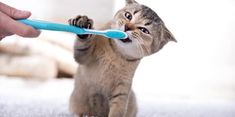 Os benefícios terapêuticos dos animais de estimação para pessoas com ansiedade e depressão