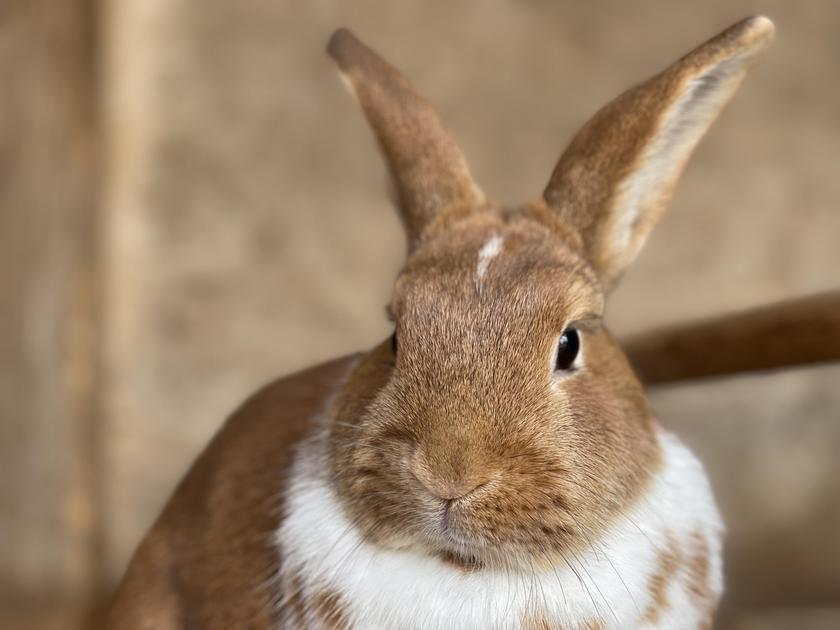 Seleção de Alimentos Seguros para Coelhos
