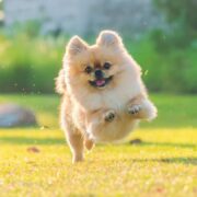 sintomas de vermes em cachorro