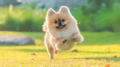 sintomas de vermes em cachorro