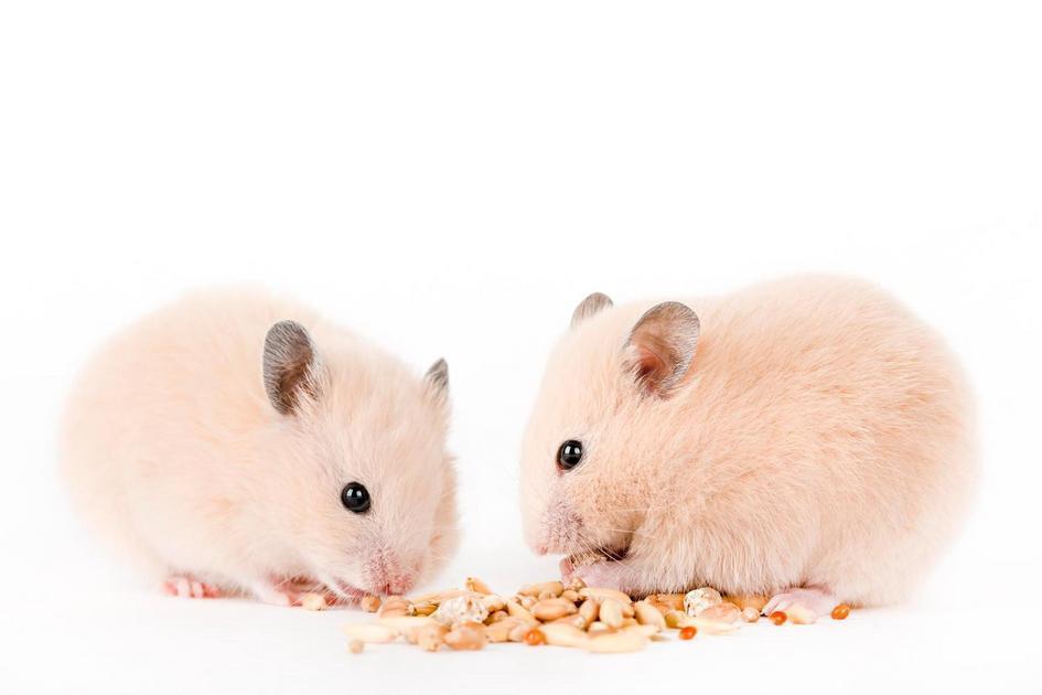 Snacks Saudáveis para Agradar seu Hamster Snacks Saudáveis para Agradar seu Hamster