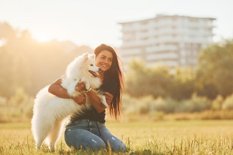 Superando desafios comuns no adestramento canino