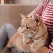 tamanhos de gatos