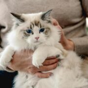 tudo sobre um gato