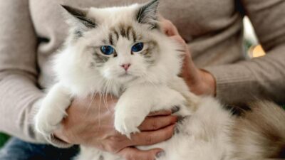 tudo sobre um gato