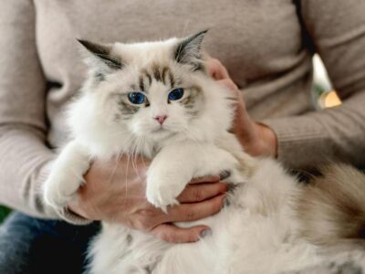 tudo sobre um gato