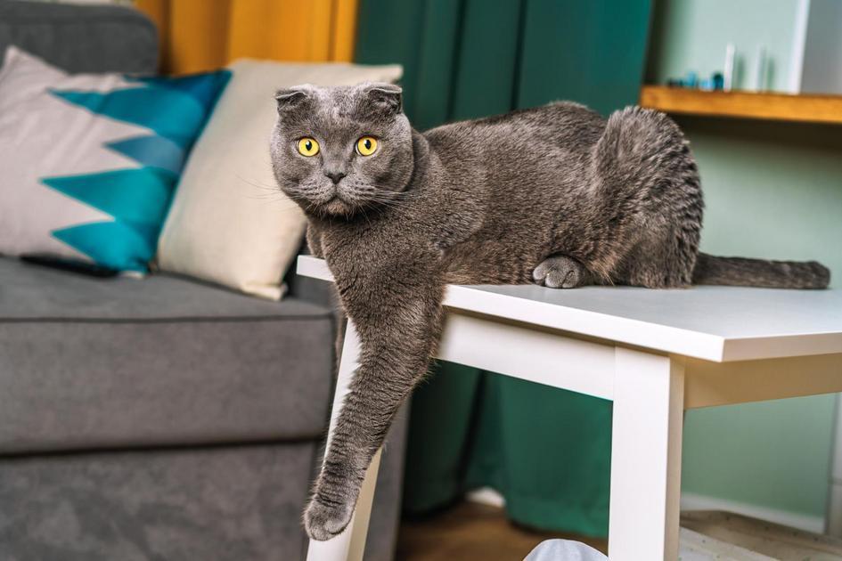 Variabilidade dos Tamanhos de Gatos e o Que Influencia