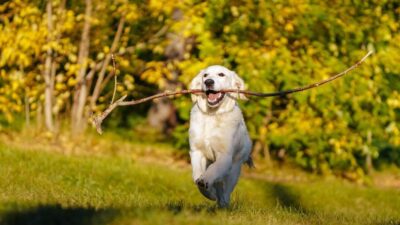 com quantos meses pode adestrar um cachorro