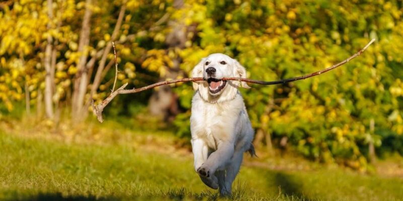 com quantos meses pode adestrar um cachorro