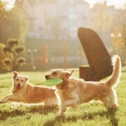 como adestrar cachorro filhote para fazer necessidades no lugar certo