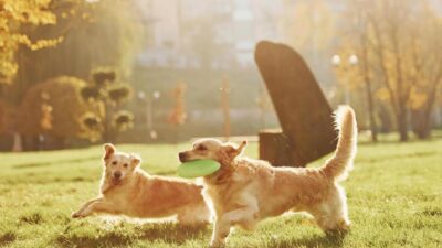 como adestrar cachorro filhote para fazer necessidades no lugar certo