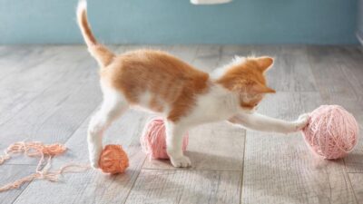 como adestrar gato filhote