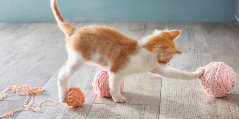 como adestrar gato filhote