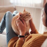 como adestrar gatos