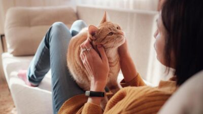 como adestrar gatos