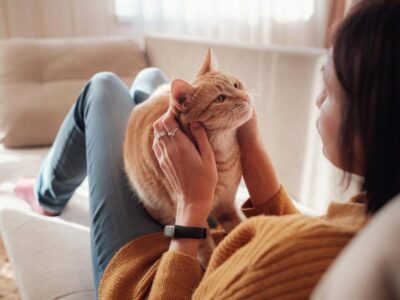como adestrar gatos