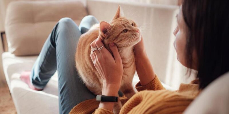 como adestrar gatos