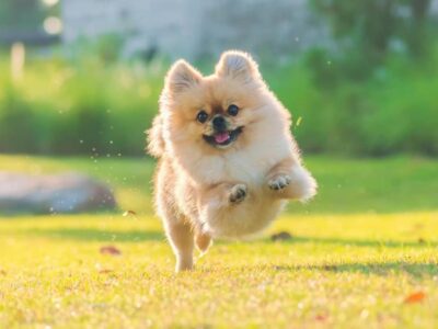 como adestrar um border collie