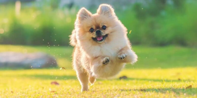 como adestrar um border collie