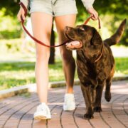 como adestrar um cachorro filhote passo a passo