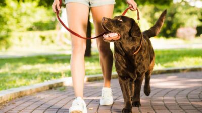 como adestrar um cachorro filhote passo a passo