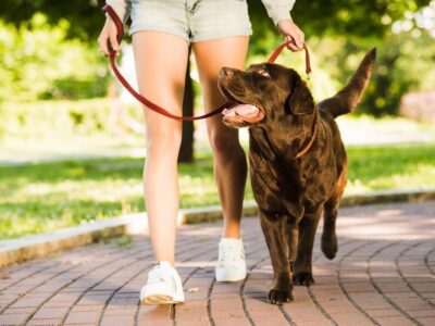 como adestrar um cachorro filhote passo a passo