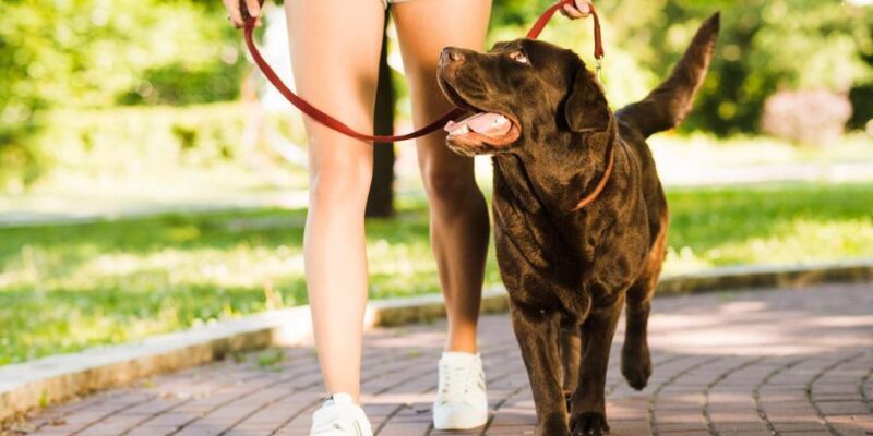 como adestrar um cachorro filhote passo a passo