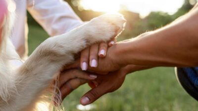 como adestrar um cão