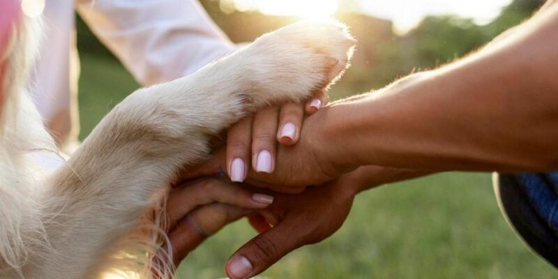como adestrar um cão