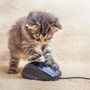 como adestrar um gato