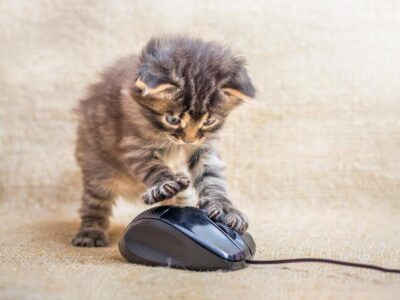 como adestrar um gato