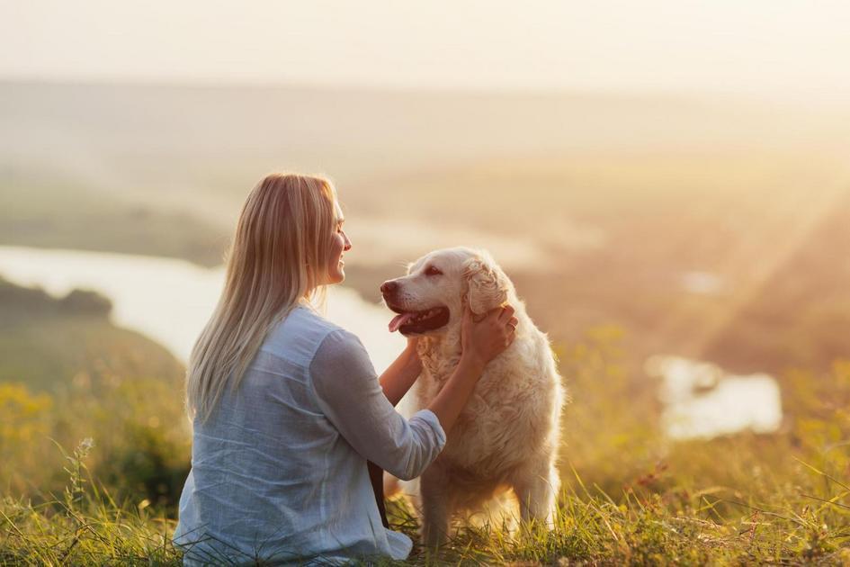Como Escolher um Adestrador de Cachorros e Entender Seus Preços