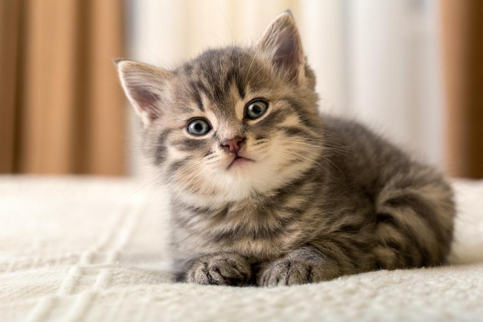 Dicas para Manter a Consistência no Adestramento Felino Dicas para Manter a Consistência no Adestramento Felino