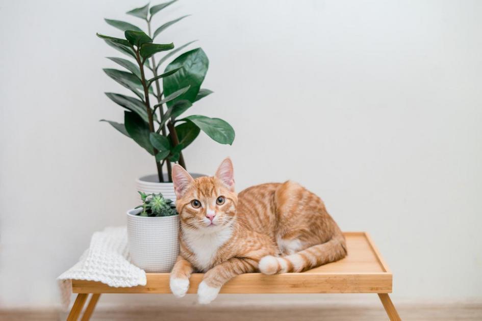 Enriquecimento Ambiental: Criando o Espaço Ideal para Adestrar o Seu Gato Enriquecimento Ambiental: Criando o Espaço Ideal para Adestrar o Seu Gato