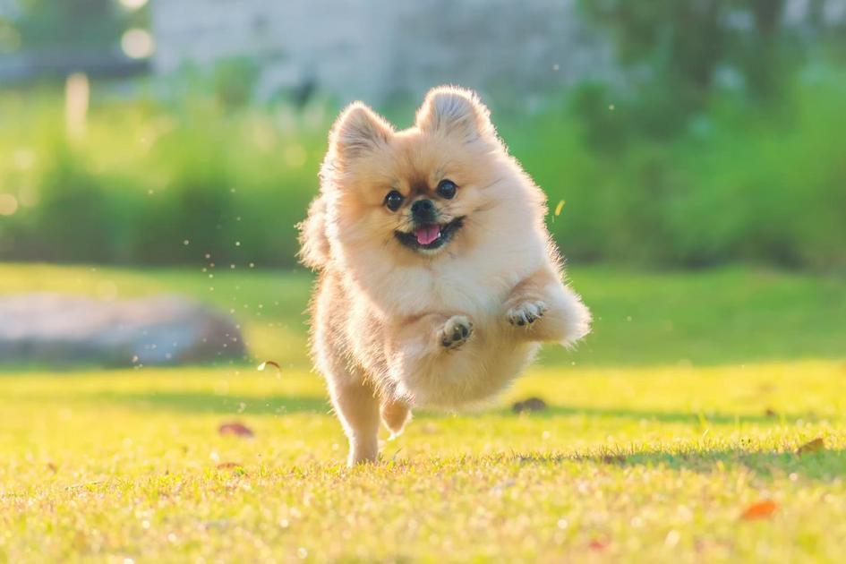 Entendendo o Comportamento Canino para o Adestramento Eficaz