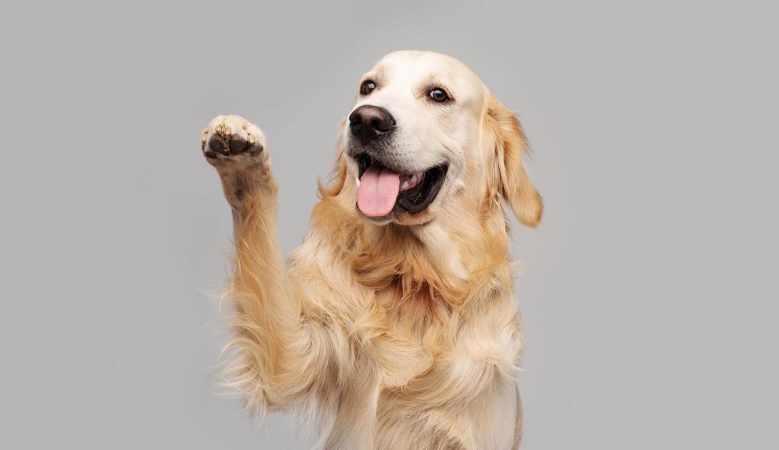 O Retorno do Investimento em Adestrar Seu Cão